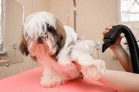 How to Maintain and Clean Your Dog Blow Dryer