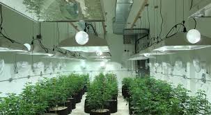 Designing HVAC Solutions for High-Yield Commercial Grow Rooms