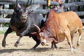 The Benefits of Betting on Bull Fighting Through Online Platforms