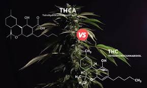 THC vs THCA: Which One Offers More Medicinal Benefits?