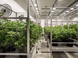 Commercial Grow Room HVAC Design for Maximum Yield and Efficiency